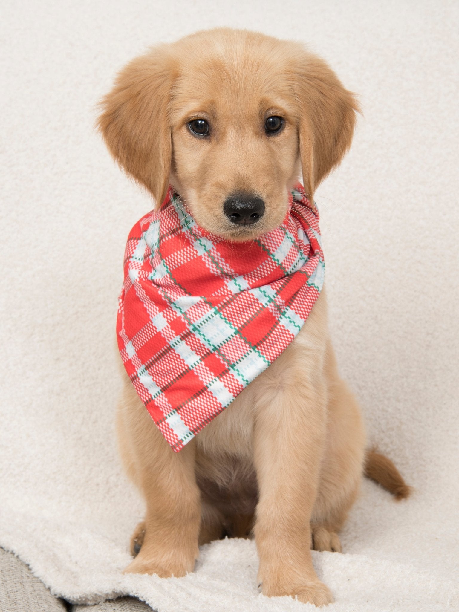MNC Royal Pups™ Pet Bandana - Marie Nicole Clothing