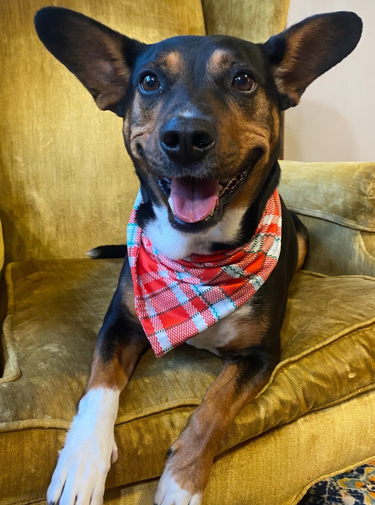 MNC Royal Pups™ Pet Bandana - Marie Nicole Clothing
