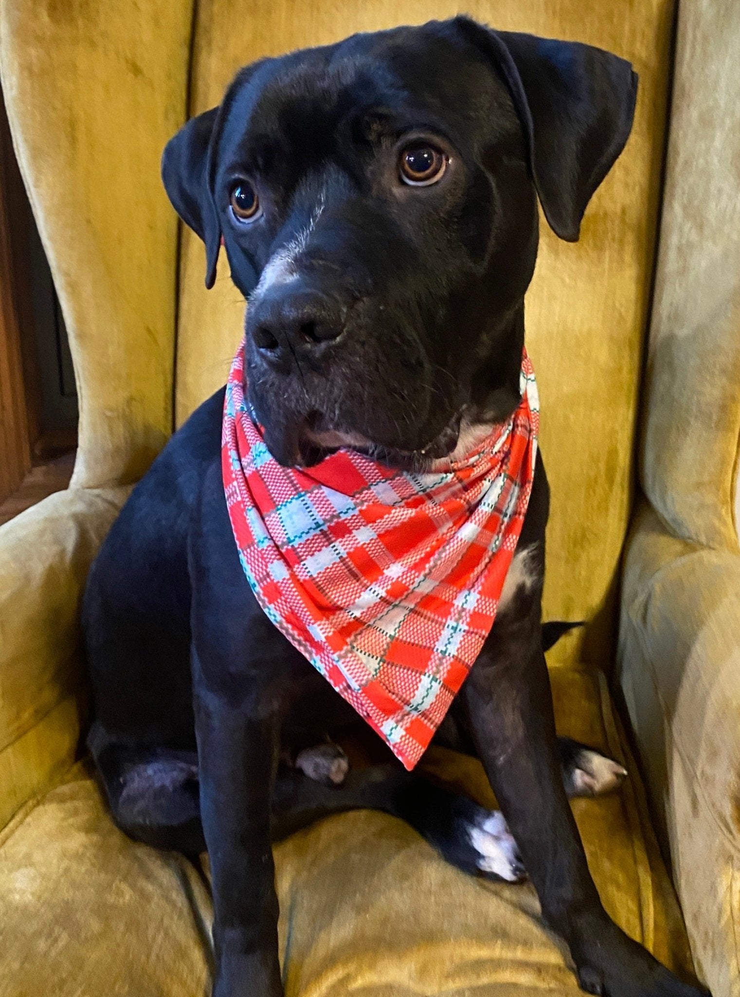 MNC Royal Pups™ Pet Bandana - Marie Nicole Clothing