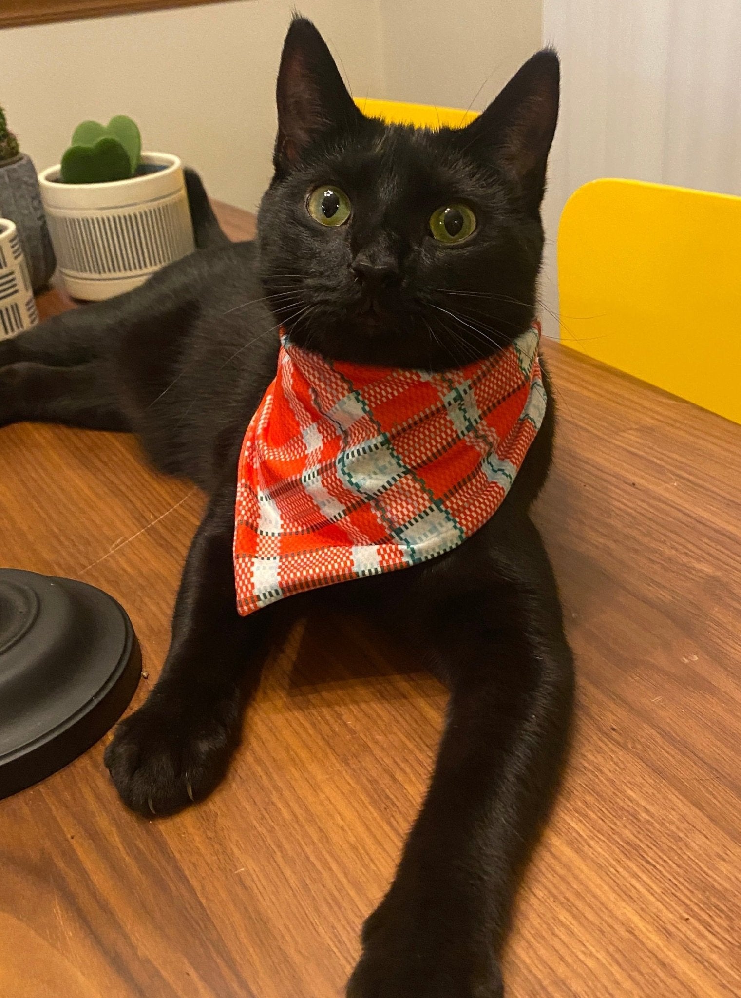 MNC Royal Pups™ Pet Bandana - Marie Nicole Clothing